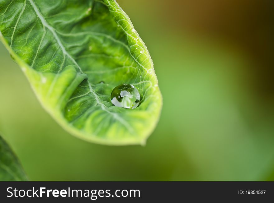 Water Green Leaf