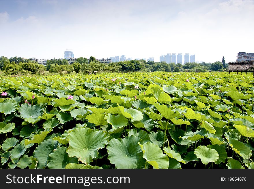 Lotus farm spread in summer
