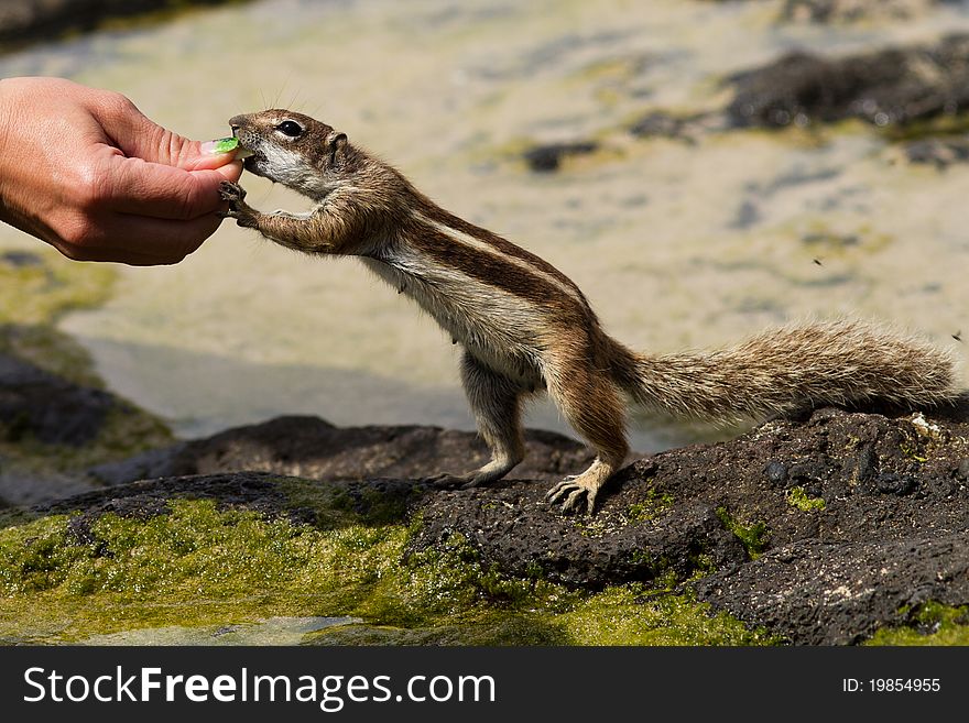 Feeding of a gentle chipmunk