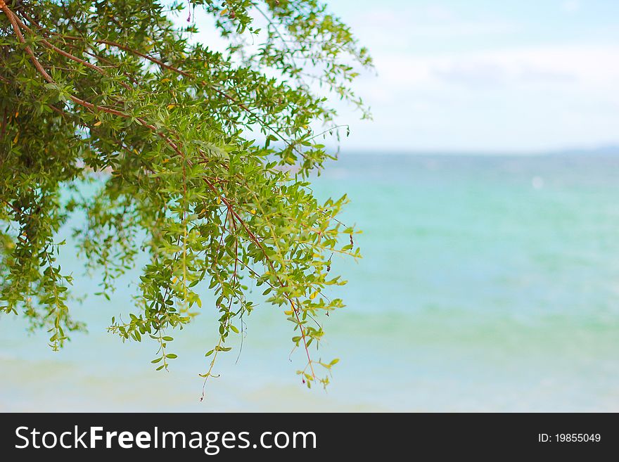 Beach with the tree