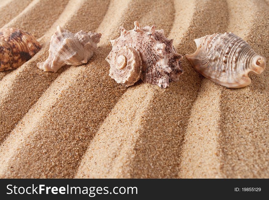 Image of seashells on the sand. Image of seashells on the sand