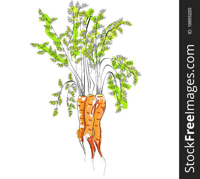 Decorative illustration of three Carrot. Decorative illustration of three Carrot
