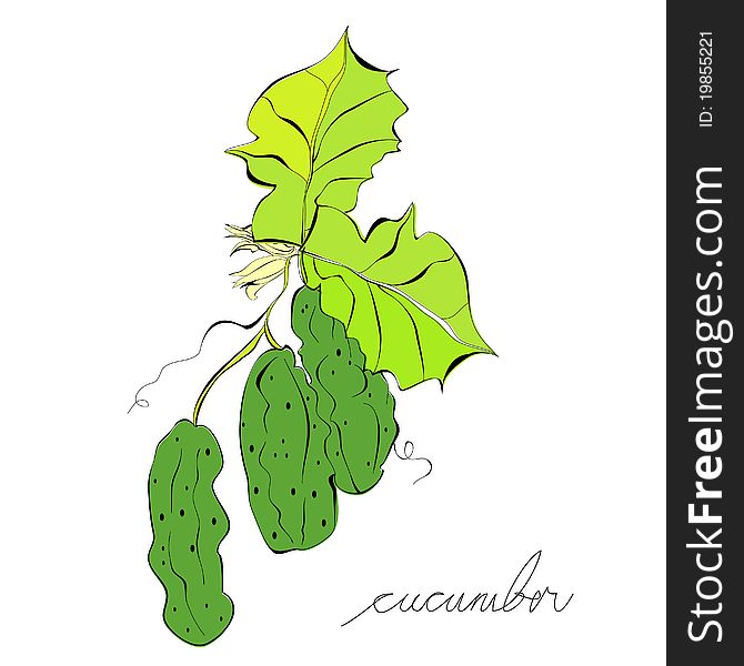 Decorative illustration of green cucumbers. Decorative illustration of green cucumbers