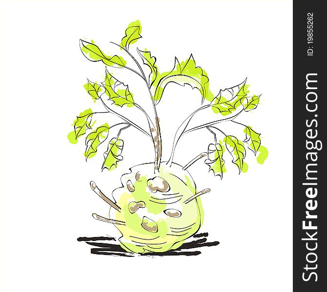 Illustration of celery with root leaf. Illustration of celery with root leaf