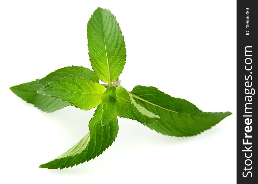Fresh mint leaves - isolated on white