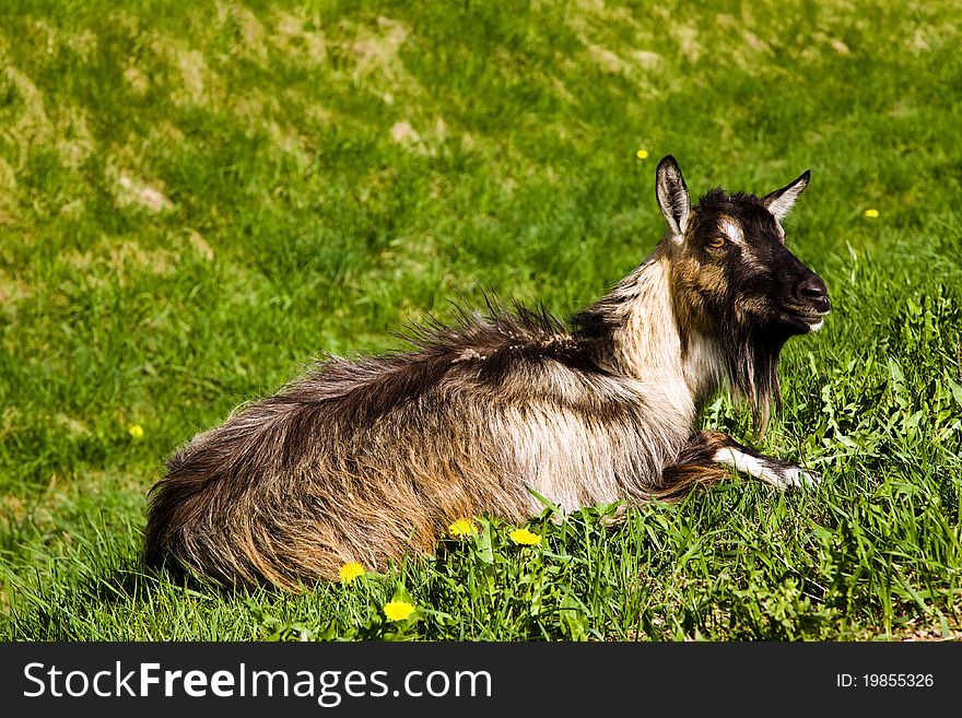 The gray goat having a rest on a grass (summer, a field, one animal). The gray goat having a rest on a grass (summer, a field, one animal)