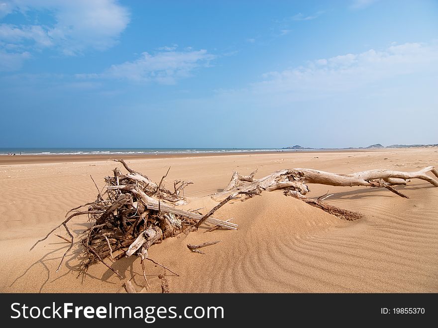 Dead Wood Seaside Beach
