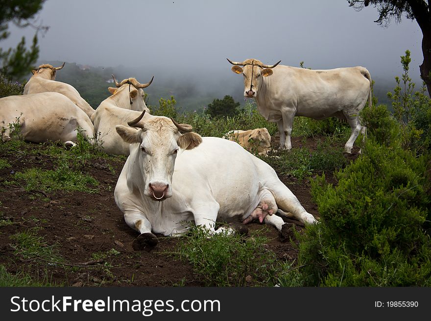 Resting cattle herd in the mountains of La Palma