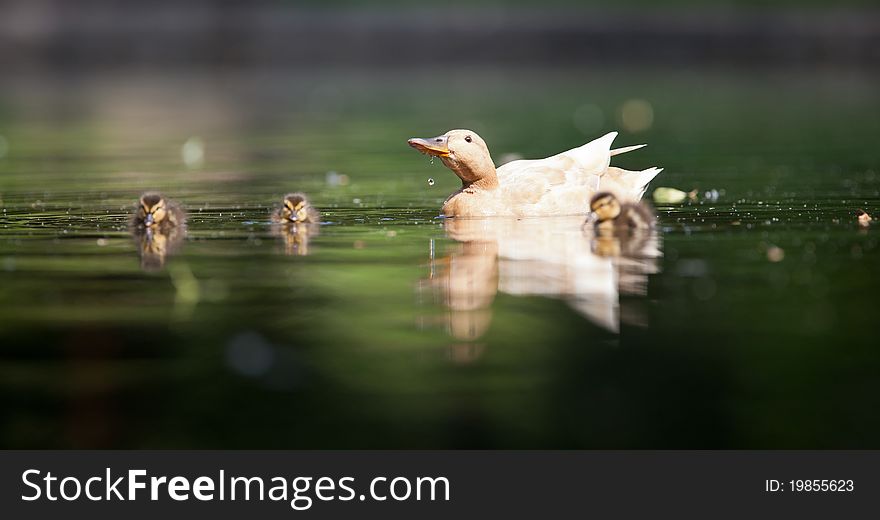 Cute little duck family swimming in water