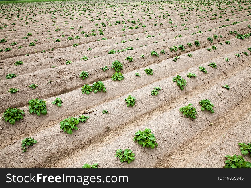 Agricultural field on which the potato recently has sprouted