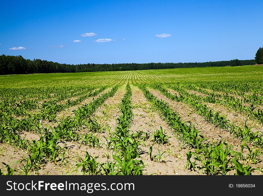 Agricultural field on which the corn grows. Agricultural field on which the corn grows