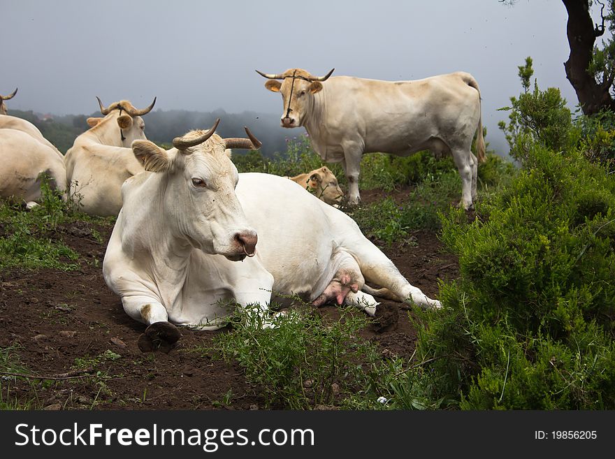 Cattle on a pasture in the mountains of La Palma, Spain. Cattle on a pasture in the mountains of La Palma, Spain