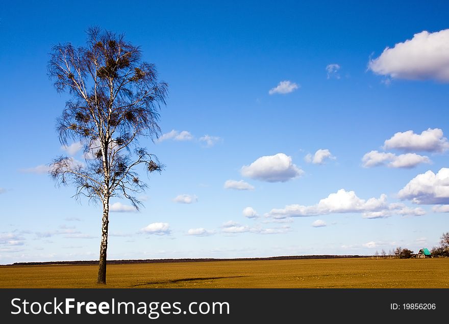 One birch growing in an agricultural field in a spring season