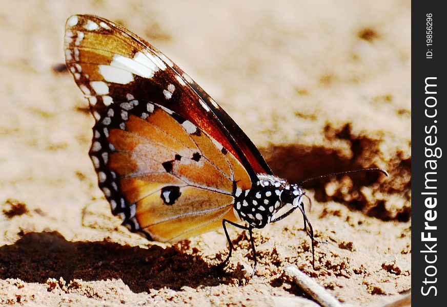 Closeup of a monarch butterfly