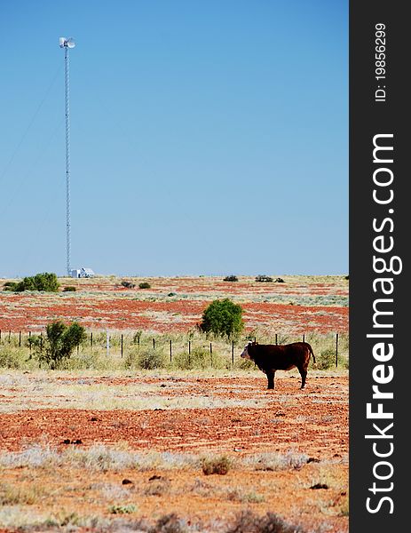 Radio transmitter in the Australian outback with a cow in the foreground. Radio transmitter in the Australian outback with a cow in the foreground