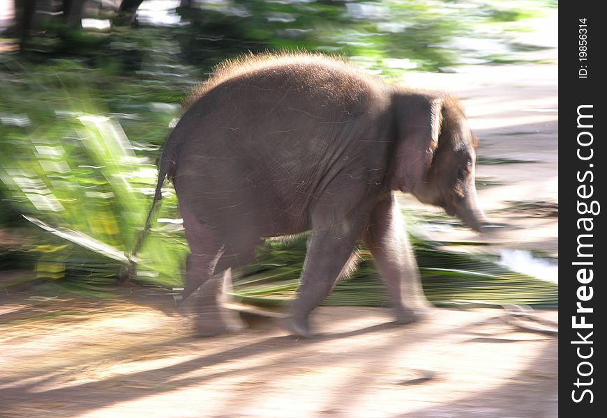 Beautiful Baby Asian Elephant frolicking around the herd