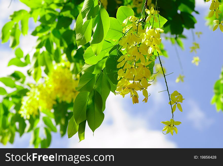 Golden Shower Tree in the picture
