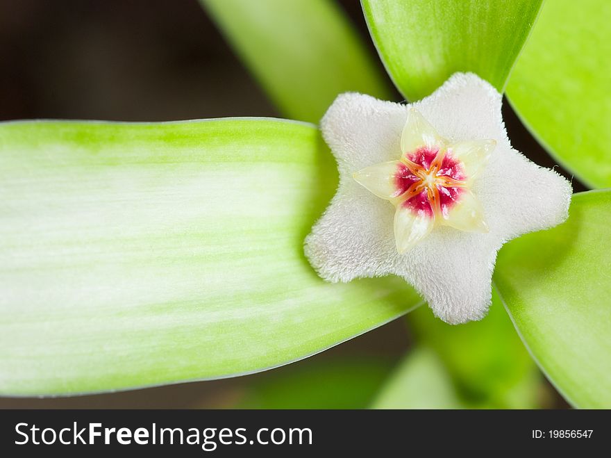 Flower of a wax plant