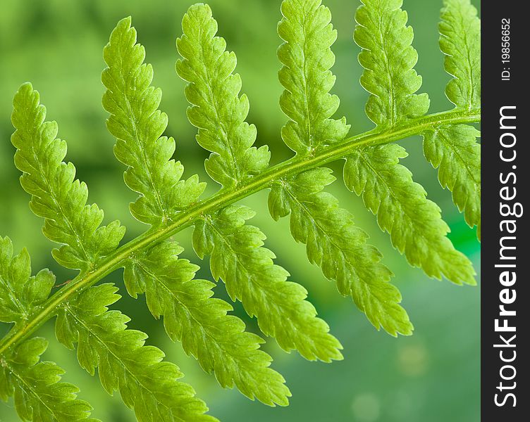 A fern on dreen blur background. A fern on dreen blur background