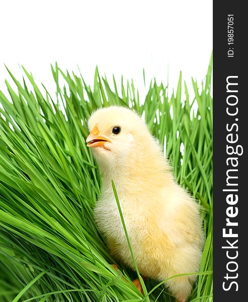 Cute baby chicken on green grass