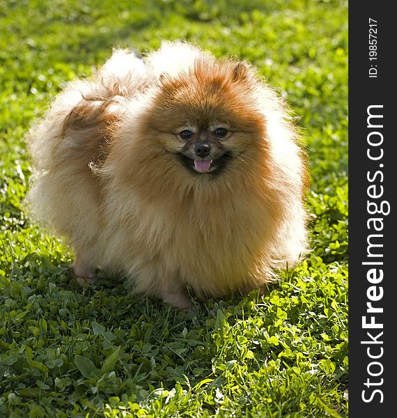 Pomeranian spitz on the grass at sunny day