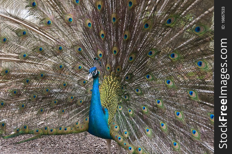 Closeup view of al peacock om background of tail feathers.