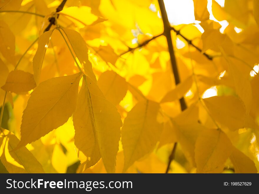 Golden Yellow Leaves Turning In Autumn Pretty Fall Foliage