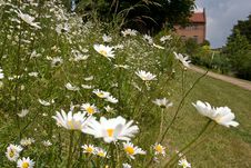 Garden Daisies Royalty Free Stock Images Garden Daisies Royalty Free Stock Images