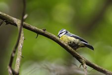 Free Blue Tit Stock Image - 19868911