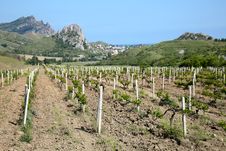 Free Vineyard On The Hill Stock Photo - 19869720