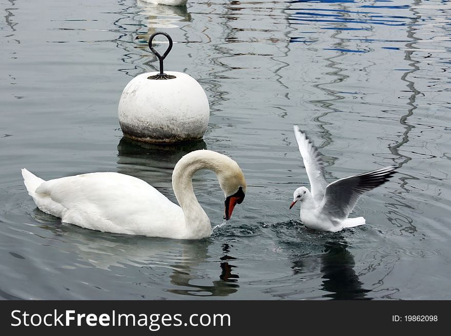 Swan and seagull on the lake Geneva