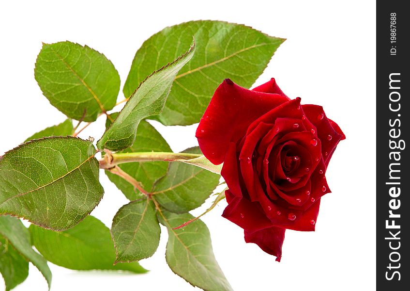 Dark red rose with drops on white background