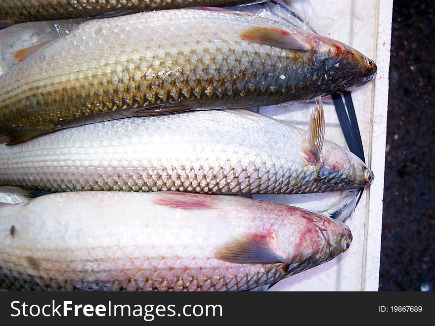 From the ocean to capture the fish, are put in shenzhen xixiang seafood market, waiting for the choose and buy of people.