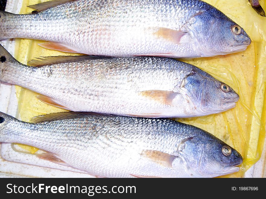 From the ocean to capture the fish, are put in shenzhen xixiang seafood market, waiting for the choose and buy of people.