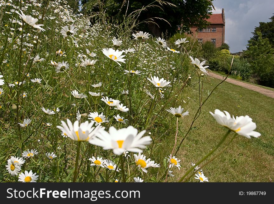 This is a picture of daisies in a country garden. This is a picture of daisies in a country garden.