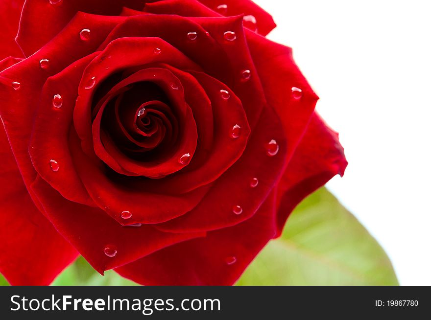 Dark Red Rose With Drops