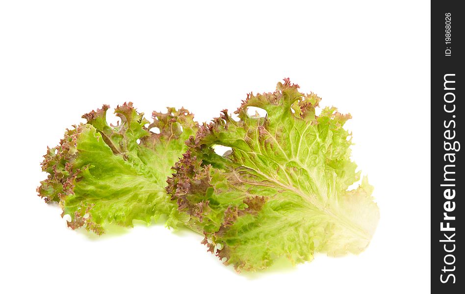 Lettuce leaves on a white background