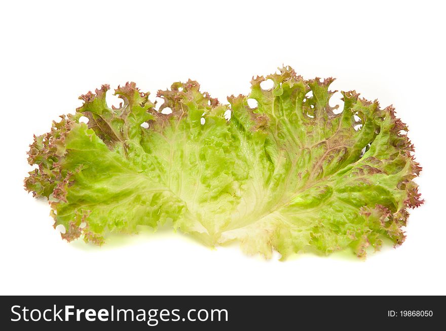 Lettuce leaves on a white background