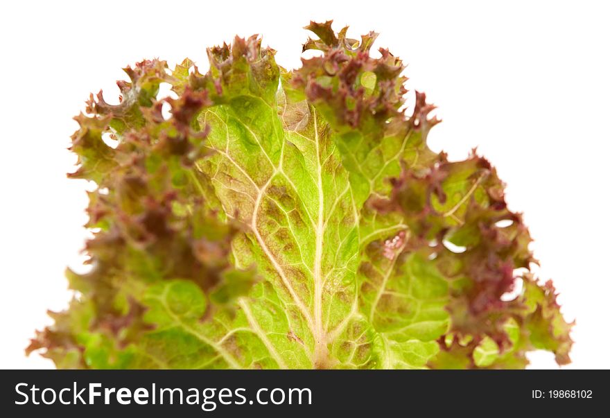 Lettuce leaves on a white background