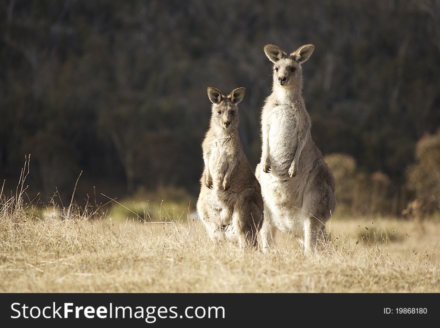 Two Kangaroos staring at the camera