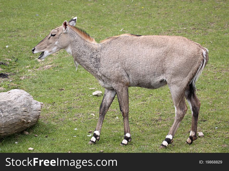 The adult of blue bull in the pasture.