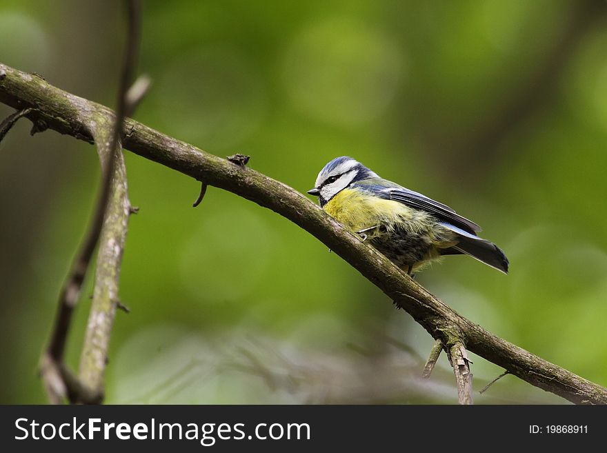 The blue tit sitting on the tweet.