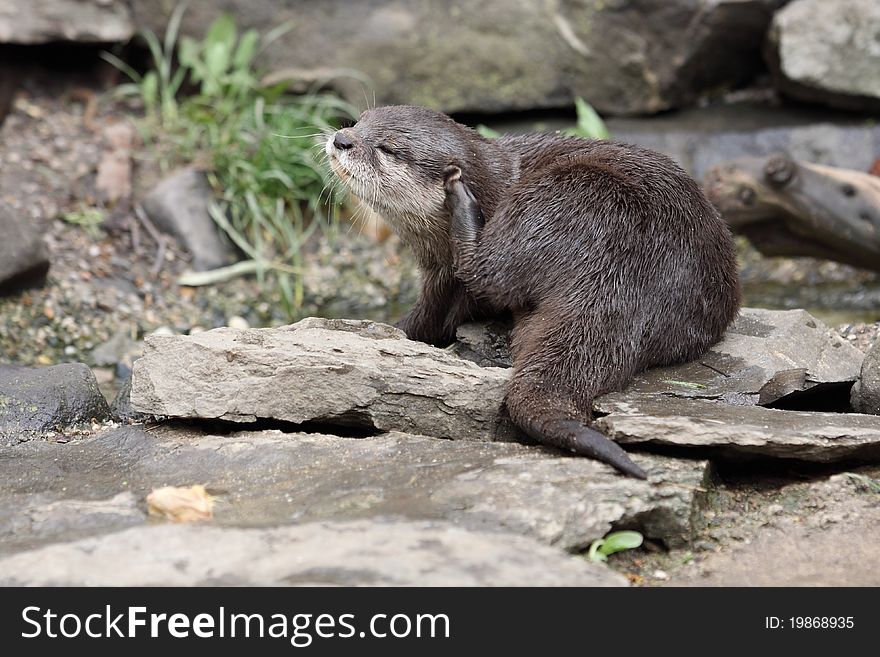 Oriental small-clawed otter