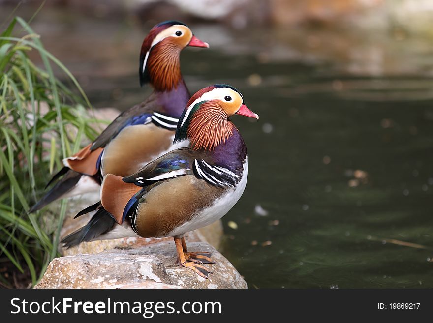 The couple of mandarin ducks.