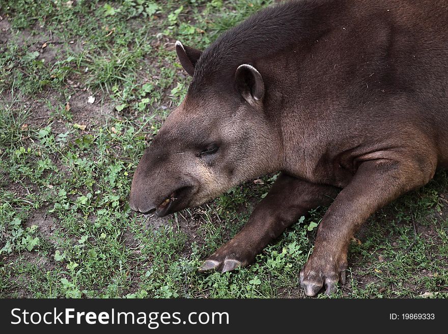 The detail of upper body of lowland tapir.