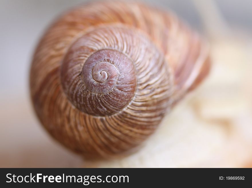 Macro picture of garden snail shells