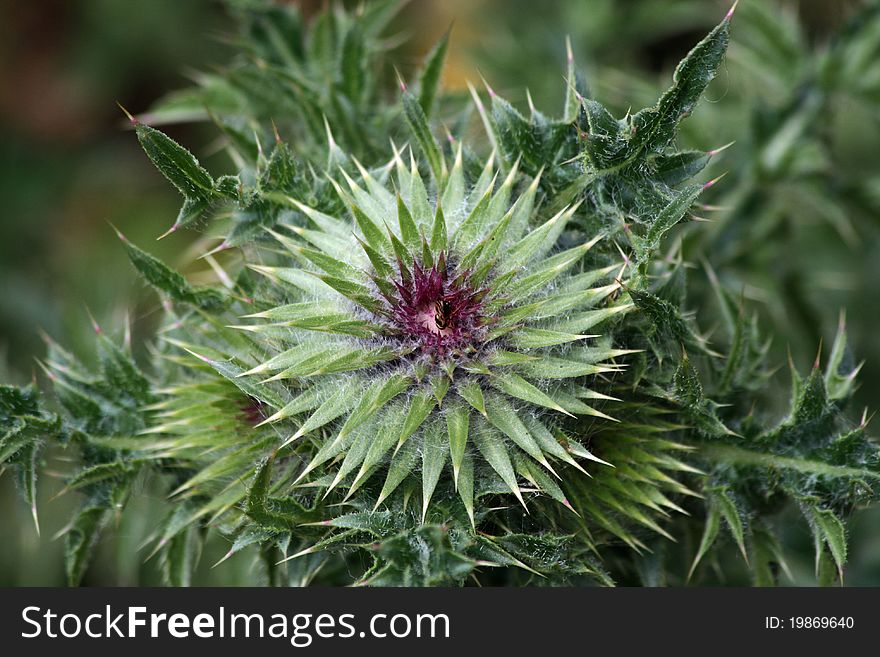 Green Spear Thistle flower in Suffolk