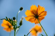Yellow Cosmos Flowers Against Blue Sky. Royalty Free Stock Images