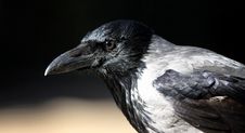 Hooded Crow Royalty Free Stock Photos Hooded Crow Royalty Free Stock Photos