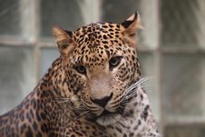 Sri Lankan Leopard Stock Photos Sri Lankan Leopard Stock Photos
